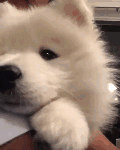 突然被这种猫猫贴脸的gif表情包可爱到了