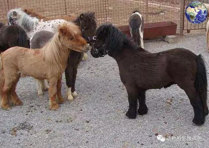 世界上最知名的三种小矮马,身高最矮的只有三十多厘米