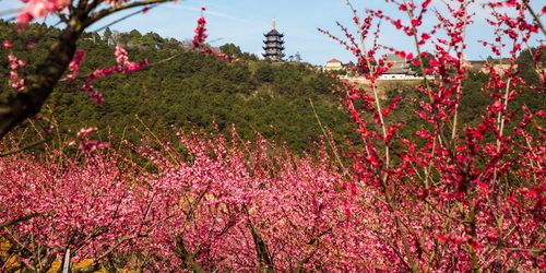 张家港市香山风景区梅园
