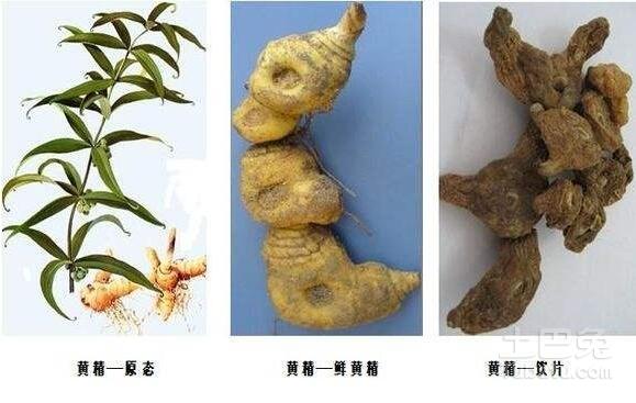 中药黄精的功效与作用及食用方法