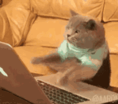 最新研究发现,猫爪子是甜的_猫咪