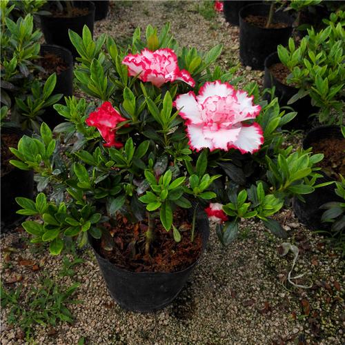 皇冠杜鹃花 凤冠杜鹃花 比利时杜鹃花苗 庭院 客厅美观吸甲醛盆栽