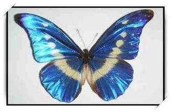 昆虫记孔雀蝶手抄报昆虫记手抄报