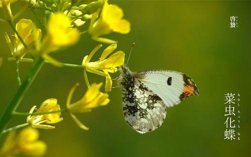 电脑壁纸 节日 节日合集 24节气惊蛰