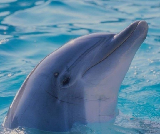 小海豚图片