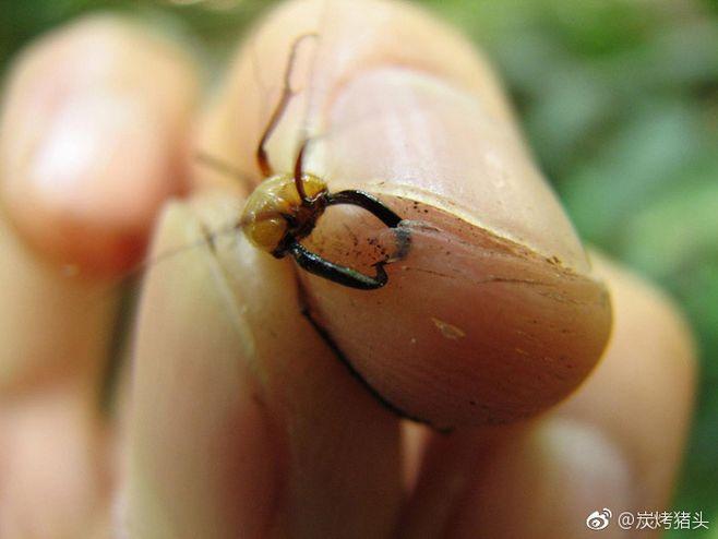 有关行军蚁的一些真相 如果说哺乳动. 来自炭烤猪头 - 微博