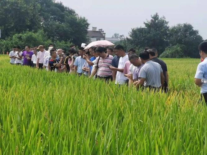 在现场,展出了宁香粳9号,南粳香糯,秀水香1号,南晶香占,荃优607等79