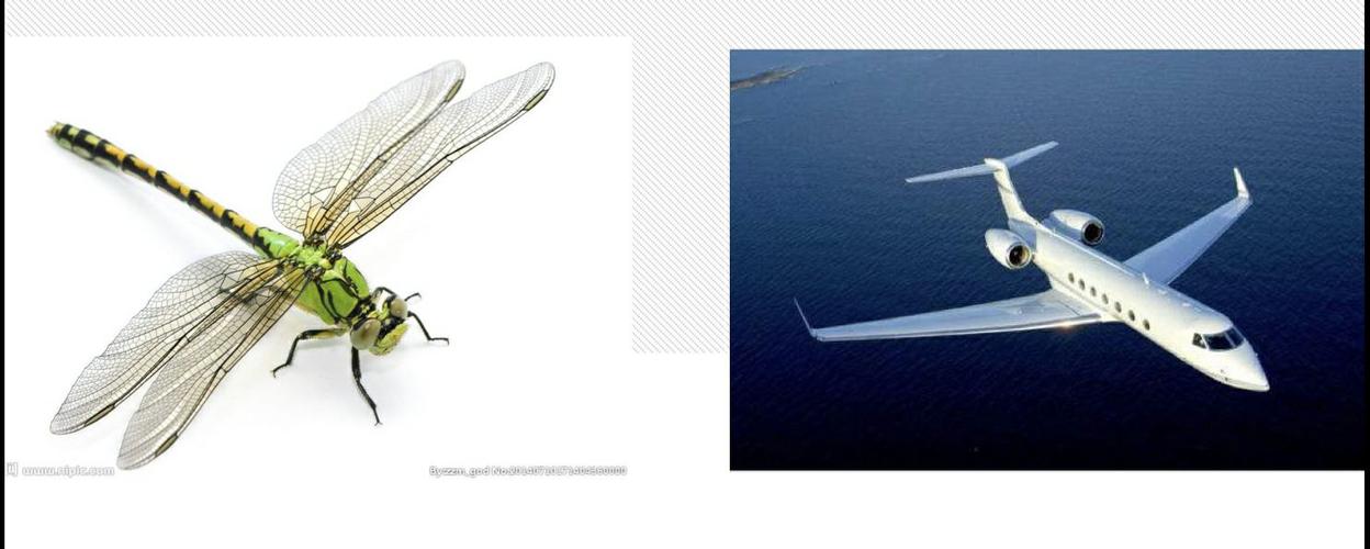 由蜻蜓仿生出飞机