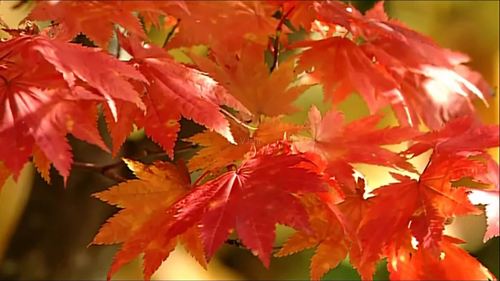 枫树特写视频_1920x1080_高清视频素材下载(编号:)