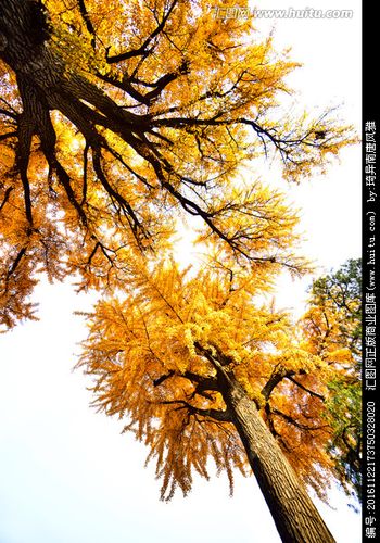 银杏树直上云天