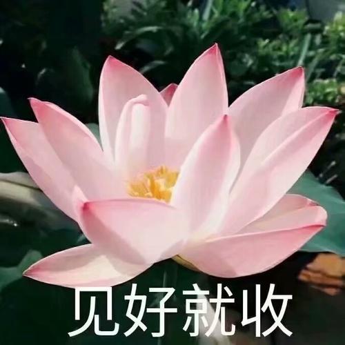 荷花高清头像图片大全大图