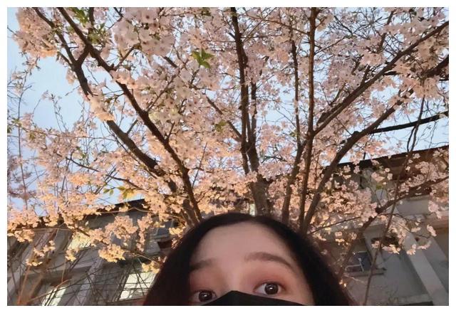 关晓彤收工看樱花,angelababy看樱花,樱花和春天更配