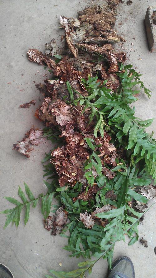老龙眼树皮寄生的植物叫什么?听说是草药来的,但不知道有什么用处.