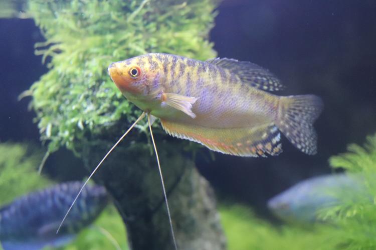 观赏鱼活体中型热带鱼丝足鲈科曼龙鱼蓝曼龙黄曼龙珍珠马甲 包损