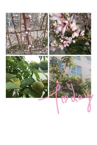 盼啊盼啊,学校后花园的几棵蟠桃树终于开花了,结果了,熟透了,桃花