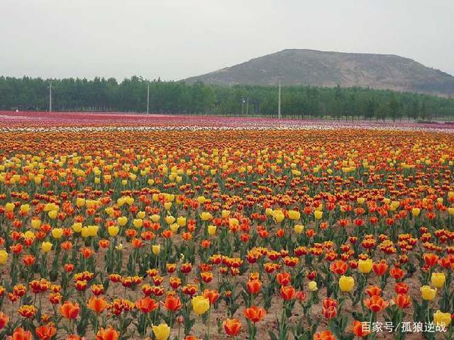 嵖岈山近万株郁金香竞相绽放,迷人的花海令人陶醉其中
