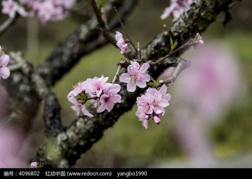 桃树枝上的桃花