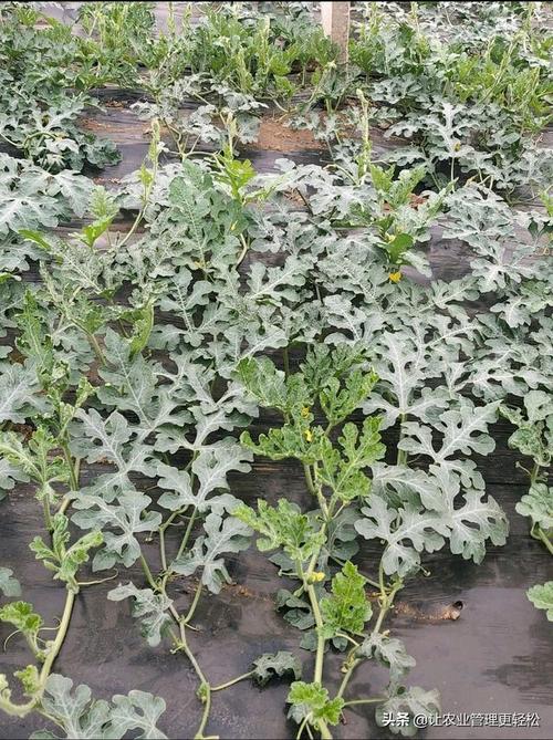 西瓜前期蚜虫危害严重,病毒病容易发生危害,注意防治