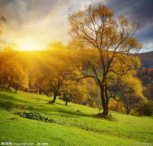 晨光下的草地树林图片