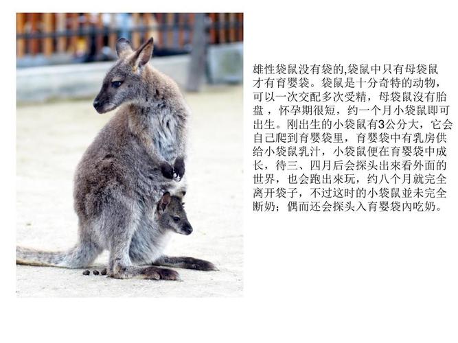 袋鼠ppt