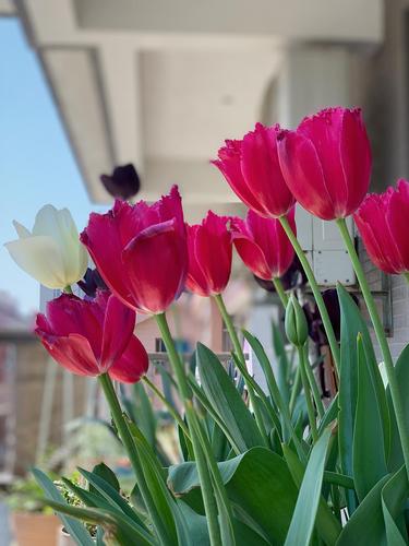 郁金香—花边红葡萄酒,送的种球,我自己买的话不会选这么艳丽的颜色