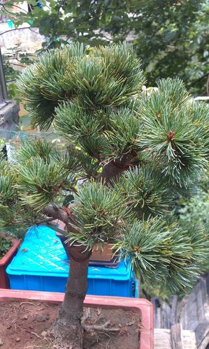 大阪松叶子一根根变黄了,请问是什么原因?高手请进!