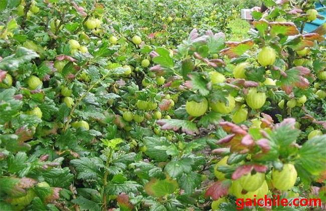 姑娘果该怎么种