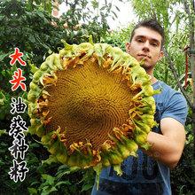 美国超级矮大头 油葵向日葵种子200g 矮杆大盘 葵花种籽榨油王