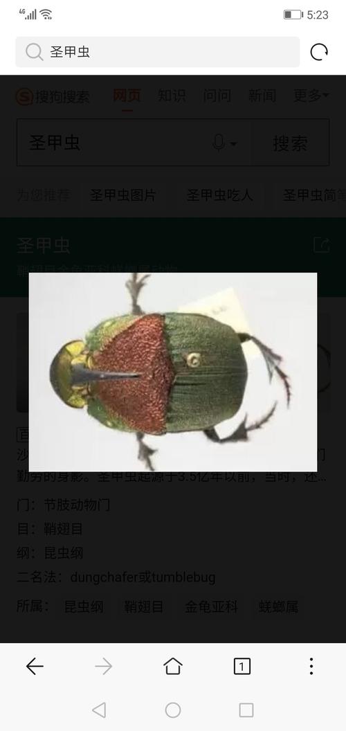 勤劳的圣甲虫