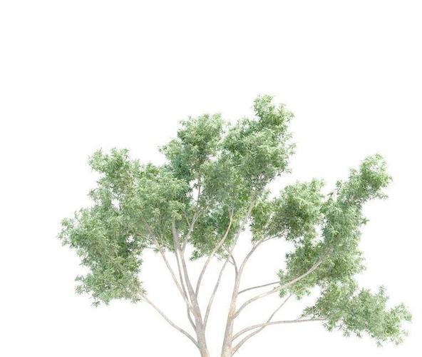 高精细桉树 eucalyptus(带贴图)