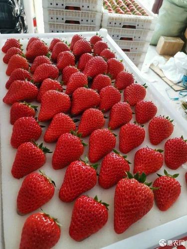 九九草莓正宗丹东99牛奶草莓现摘现发保证质量