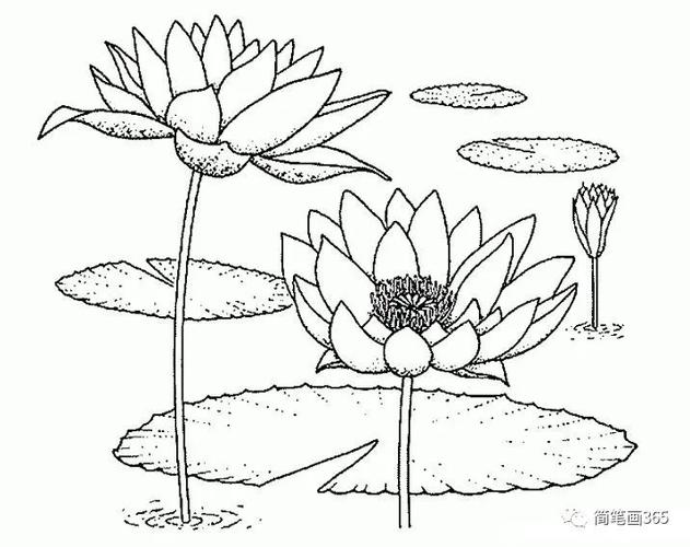 线条边框简笔画图片大全荷花简笔画儿童简笔画大全