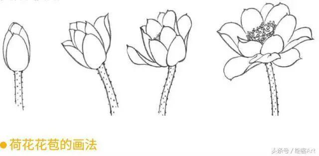 花瓣紧紧包裹,可见其花瓣层叠的边缘.花苞整体呈水滴形.