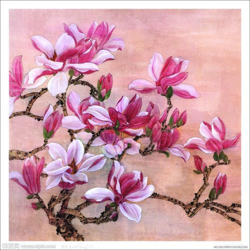 工笔画玉兰花