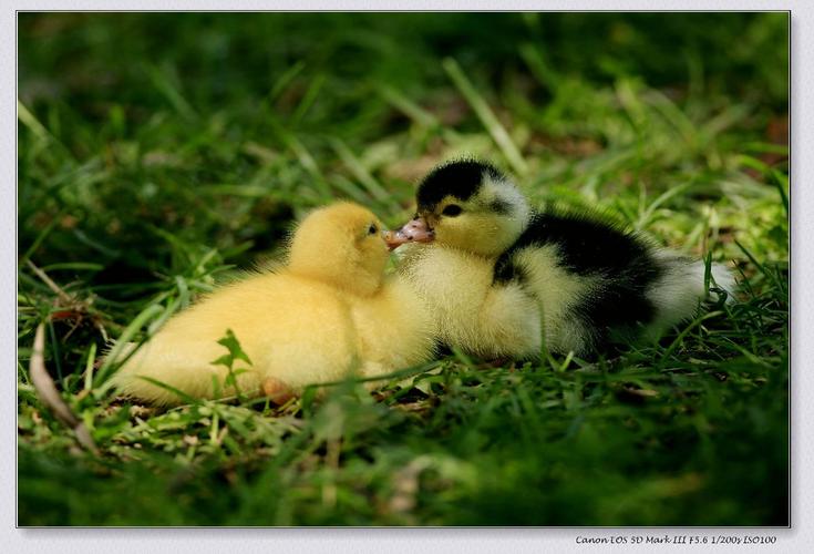 可爱的小雏雁—非洲雁