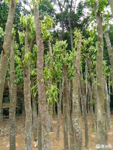 [奇楠沉香树批发]奇楠沉香树价格98元/棵 - 惠农网