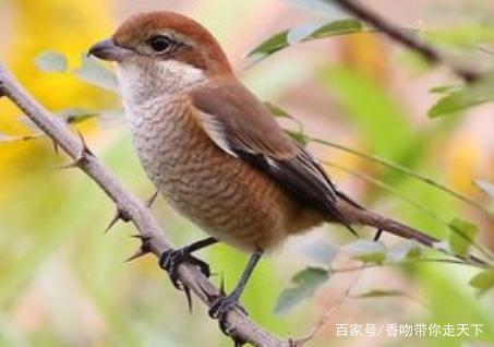 牛头伯劳,伯劳属中最猛的鸟