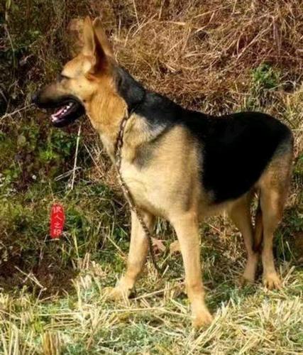 福祥(昆明犬黑背犬系福字血系-种母犬)