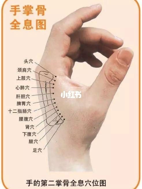 手部全息4(第二掌骨的妙用)_手部_颈椎_胃痛_食疗_便秘_润肤_医疗健康