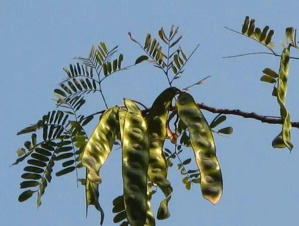 华侨城湿地科普小文 | 阔荚合欢