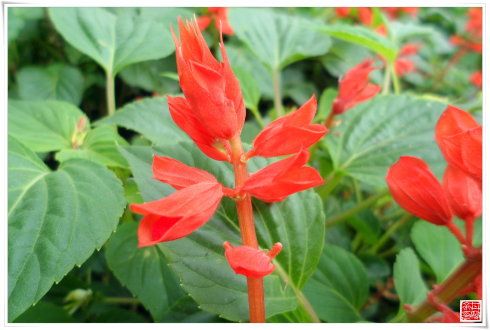 一串红,唇形科鼠尾草属草本.