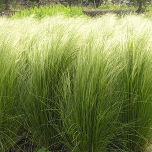 价格从优 细茎针茅 山东细茎针茅培育