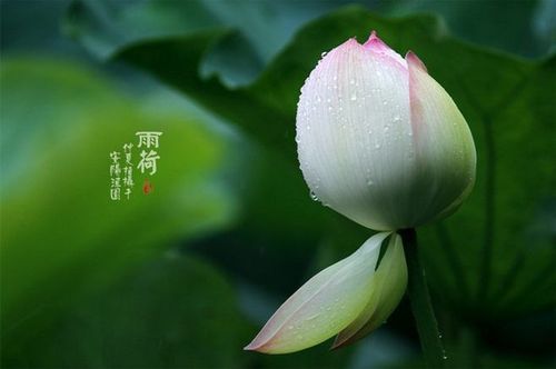 素爱简约的心境,淡然的情怀,而这淅沥的微雨,更像是于心中绽开的清莲