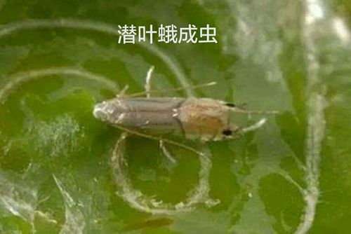 潜叶蛾的认识及阿维·除虫脲的预防效果