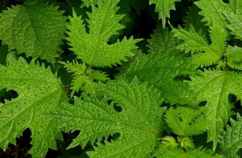 农村蝎子草人和动物避之不及却是治病良方但要谨慎使用