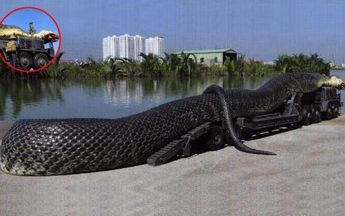 蛇化蟒再化蛟,史前最大的蟒蛇让人战栗,可称为"蛟龙"!