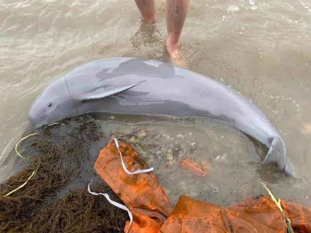 一条江豚在海域搁浅幸好有你们