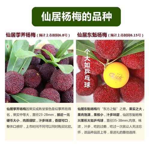 仙居杨梅特级荸荠杨梅6斤新鲜水果浙江特产农家果园直销 顺丰包邮_7折