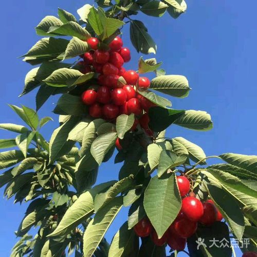 西郊樱桃采摘图片 - 第2张