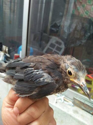 帮忙看乌鸫是公吗,公不是黄嘴吗?怎么没变